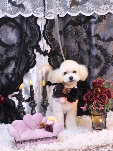 20231007ポコちゃん